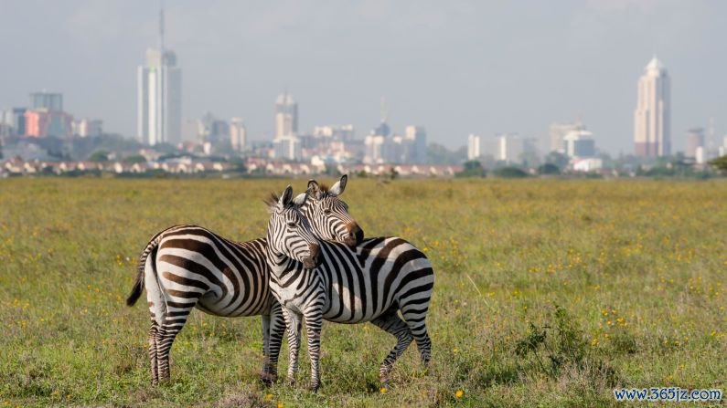 January in Kenya: You can see wildlife here without leaving the city. Zebras in Nairobi National Park graze with the skyline of the capital behind them.